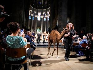 Dari Unta hingga Ular, Semua Diberkati di Katedral Manhattan