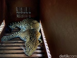 Momen Menegangkan Evakuasi Macan Tutul yang Masuk Hotel di Bandung Momen Menegangkan Evakuasi Macan Tutul yang Masuk Hotel di Bandung