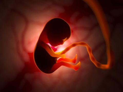 The development of a human embryo inside the womb during pregnancy. Little baby 3d illustration