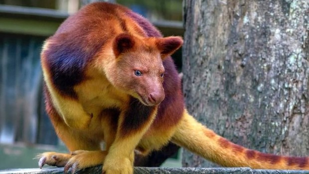 Kangguru Pohon di Wondiwoi yang Berhasil Didokumentasikan/Foto: Instagram.com/scienceexplored Kangguru Pohon di Wondiwoi yang Berhasil Didokumentasikan/Foto: Instagram.com/scienceexplored