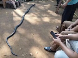 Sahabat Ocang Ungkap Detik-detik Duel Maut Korban Lawan King Cobra 4 Meter