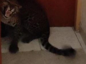 Dugaan Awal soal Asal Macan Tutul yang Masuk Hotel di Kota Bandung Dugaan Awal soal Asal Macan Tutul yang Masuk Hotel di Kota Bandung