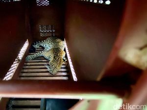 Macan Tutul yang Masuk Hotel di Bandung Diobservasi ke Lembang Park Zoo Macan Tutul yang Masuk Hotel di Bandung Diobservasi ke Lembang Park Zoo