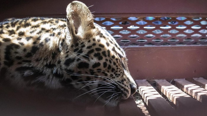 Misteri Macan Tutul di Hotel Bandung, Ada Apa Sebenarnya?