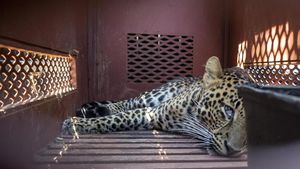 Momen Evakuasi Macan Tutul yang Nyasar ke Hotel Bandung