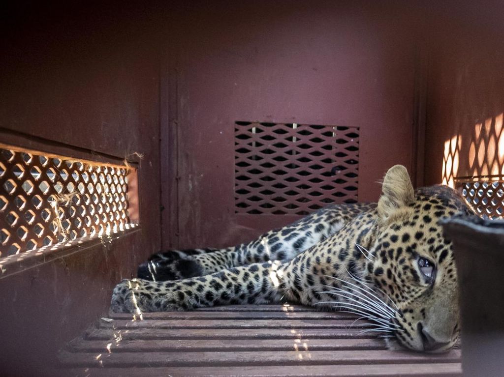 Momen Evakuasi Macan Tutul yang Nyasar ke Hotel Bandung Momen Evakuasi Macan Tutul yang Nyasar ke Hotel Bandung