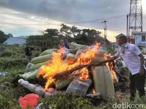Polisi Bakar 1,3 Ton Ganja-Musnahkan 80 Kg Sabu dan 1 Kg Kokain di Aceh