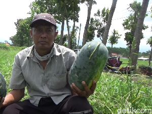 Video: Cita Rasa Semangka Inul Hasil Budidaya Petani di Lumajang Video: Cita Rasa Semangka Inul Hasil Budidaya Petani di Lumajang