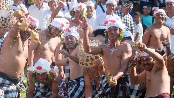 Tradisi Aci Tabuh Rah Pengangon, Warga Bali Rayakan Perang Ketupat di Badung