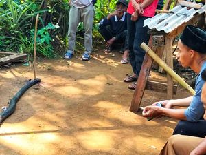 Panji Petualang Ungkap Dugaan Duel Maut Ocang dengan King Cobra