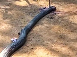 Tragis Duel Kakek Ocang Melawan King Cobra Berakhir Sampyuh