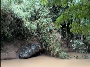 Heboh, Batu Mirip Ular Raksasa di Tepi Sungai, Mendadak Jadi Spot Wisata