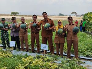 Buka Perdana, Wisata Petik Buah di Demakijo Klaten Dibanjiri Warga Buka Perdana, Wisata Petik Buah di Demakijo Klaten Dibanjiri Warga