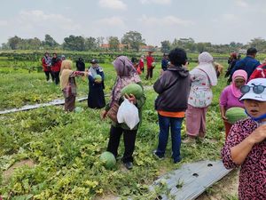 Wisata Petik Buah di Desa Demakijo Berawal dari Lahan Tak Produktif