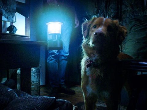 Indy the Dog dalam film horor AS Good Boy (2025). (Independent Film Company/Shudder)