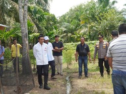 1 Hektare Lahan di Dua Desa Rokan Hulu Siap Ditanami Jagung
