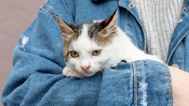 500 Nama Kucing Pembawa Rezeki dan Keberuntungan untuk Jantan dan Betina