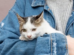 500 Nama Kucing Pembawa Rezeki dan Keberuntungan untuk Jantan dan Betina