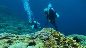 Menjelajahi Keindahan Bawah Laut Wakatobi