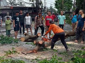 Pohon Tumbang Akibat Hujan Deras di Limo Depok, Lalin Macet Pohon Tumbang Akibat Hujan Deras di Limo Depok, Lalin Macet