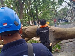 Pohon Tumbang di 7 Titik di Bintaro, Ada yang Timpa Warung