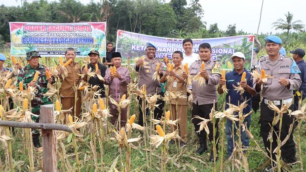 Polres Kuansing Panen Jagung di Sentajo Raya, Siap Tanam Serentak untuk Dukung Ketahanan Pangan
