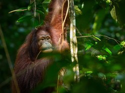 Ditemukan Saat Bayi, Popi Si Orang Utan Kini Hidup di Alam Bebas