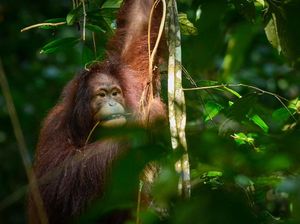 Ditemukan Saat Bayi, Popi Si Orang Utan Kini Hidup di Alam Bebas Ditemukan Saat Bayi, Popi Si Orang Utan Kini Hidup di Alam Bebas