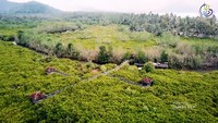 Hutan Mangrove Pancer Cengkrong, Destinasi Cantik di Pesisir Trenggalek