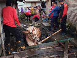 Sapi 1 Ton Nyungsep di Kubangan Lumpur Kebasen Banyumas, Warga Panggil Damkar