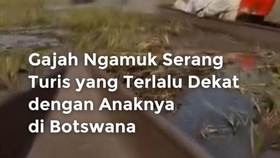 Video: Gajah di Botswana Ngamuk Karena Turis Dekati Anaknya