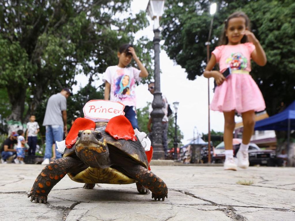 Lomba Kura-Kura Lukis di Venezuela Gaungkan Cinta Alam Lomba Kura-Kura Lukis di Venezuela Gaungkan Cinta Alam