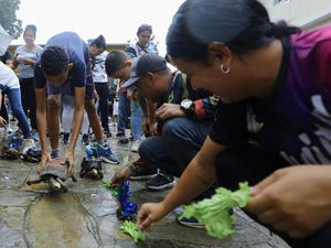 Ada Tradisi Balap Kura-kura di Venezuela, Begini Momennya Ada Tradisi Balap Kura-kura di Venezuela, Begini Momennya