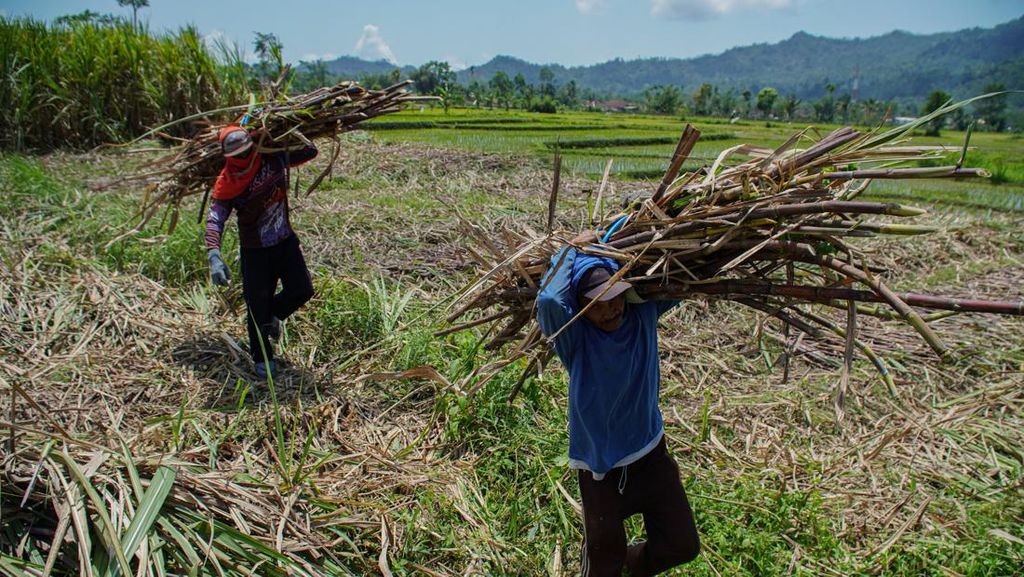 Petani Tebu Lumajang Sumringah, Gula Diserap Pemerintah Petani Tebu Lumajang Sumringah, Gula Diserap Pemerintah