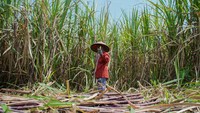 BBM E20 Mau Diproduksi, Lahan Tebu 2 Juta Ha di Jawa-Papua Disiapkan