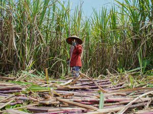 Pemerintah Tambah 10 Ribu Hektare Lahan Tebu, Indramayu Jadi Lokus Utama