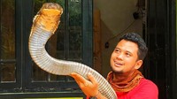 Panji Petualang Beberkan Ragam King Cobra dan Bandingkan dengan Garaga