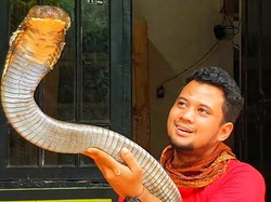 Pesan Panji Petualang Jika Bertemu King Kobra di Alam Liar