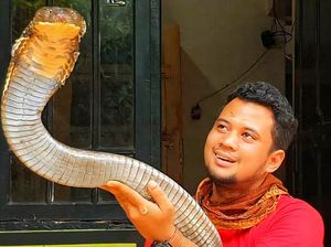 Pesan Panji Petualang Jika Bertemu King Kobra di Alam Liar Pesan Panji Petualang Jika Bertemu King Kobra di Alam Liar