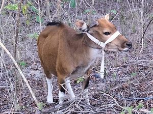 Warga Kupang Kehilangan Sapi Saat Diikat di Hutan, Pelaku Ditangkap Warga Kupang Kehilangan Sapi Saat Diikat di Hutan, Pelaku Ditangkap