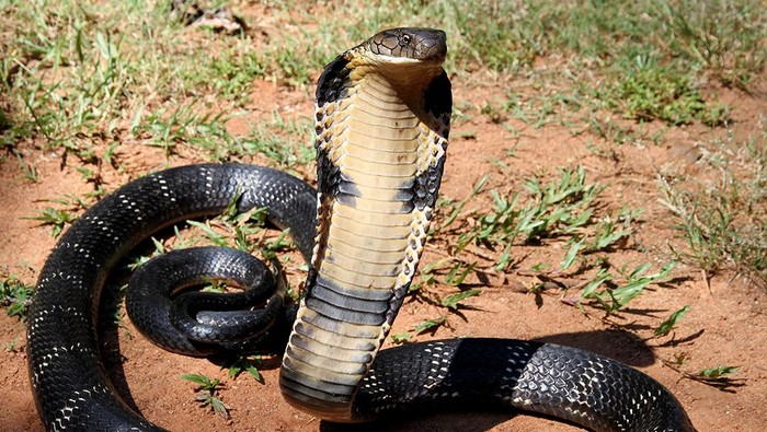 King Cobra Gigit? Jangan Panik Dulu, Ini Langkah Penyelamatan Pertamanya