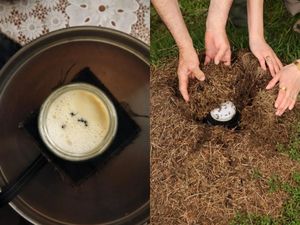 Siapa Mau Coba? Yogurt Kuno di Resto Michelin Dibuat dengan Semut Hidup