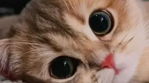 Gemas Banget! Ekspresi Kucing yang Bikin Harimu Menyenangkan