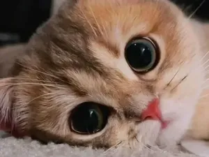 Gemas Banget! Ekspresi Kucing yang Bikin Harimu Menyenangkan Gemas Banget! Ekspresi Kucing yang Bikin Harimu Menyenangkan