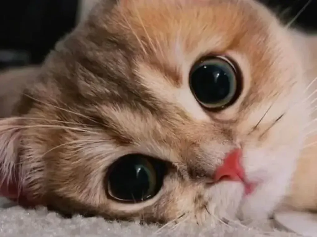 Gemas Banget! Ekspresi Kucing yang Bikin Harimu Menyenangkan Gemas Banget! Ekspresi Kucing yang Bikin Harimu Menyenangkan