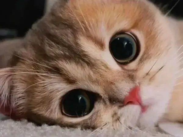 Gemas Banget! Ekspresi Kucing yang Bikin Harimu Menyenangkan