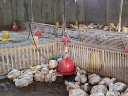 Distributor Sudah Turunkan Harga, Ayam Potong di Pasar Masih Mahal Distributor Sudah Turunkan Harga, Ayam Potong di Pasar Masih Mahal