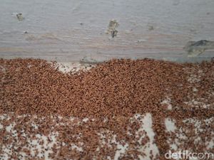 Waspada! Serbuk Cokelat di Rumah Bisa Jadi Pertanda Serangan Rayap
