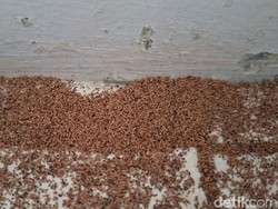 Waspada! Serbuk Cokelat di Rumah Bisa Jadi Pertanda Serangan Rayap