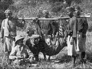 Mengenang Sangmong, Harimau Raja Rimba Bali yang Telah Punah